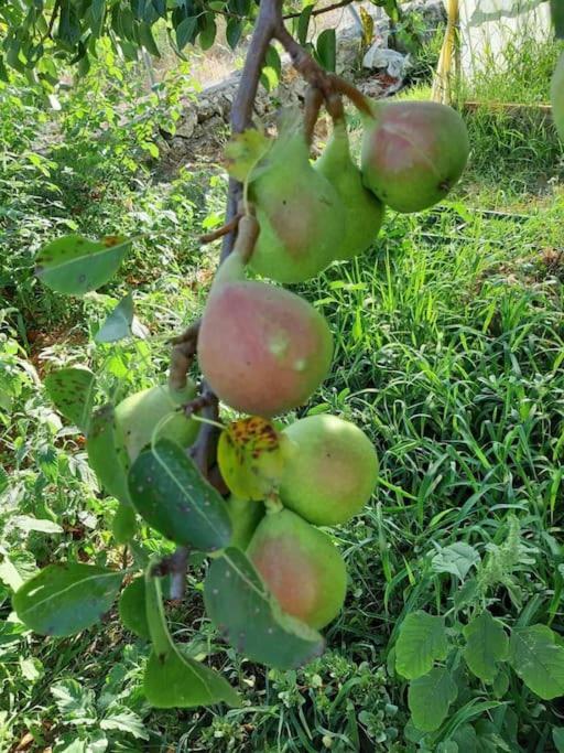 شقة Byron House بارغا المظهر الخارجي الصورة